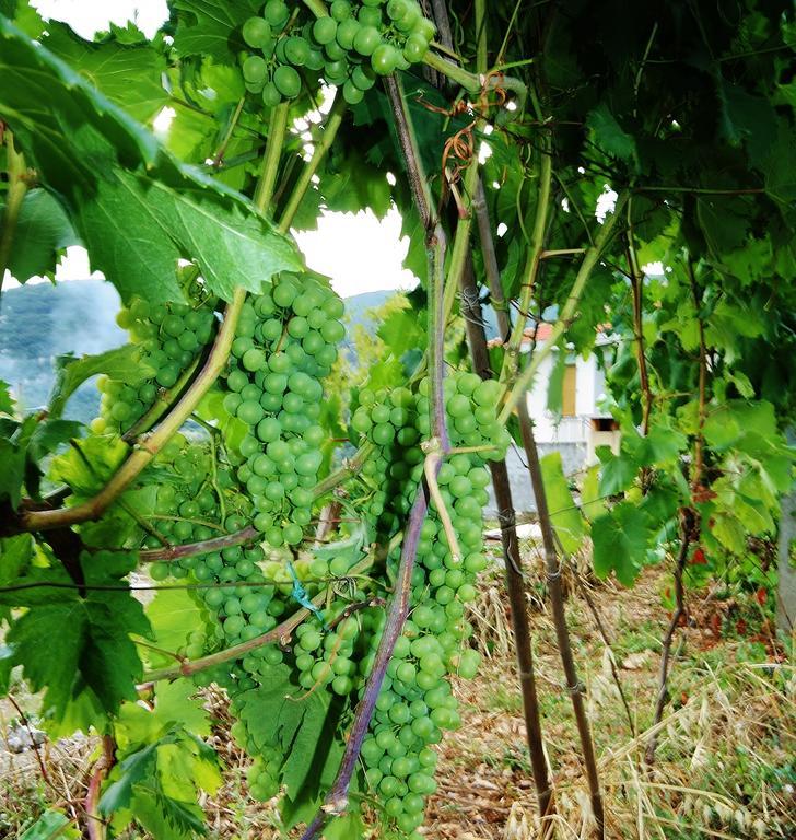 Agriturismo Barilaro Finale Ligure Dış mekan fotoğraf